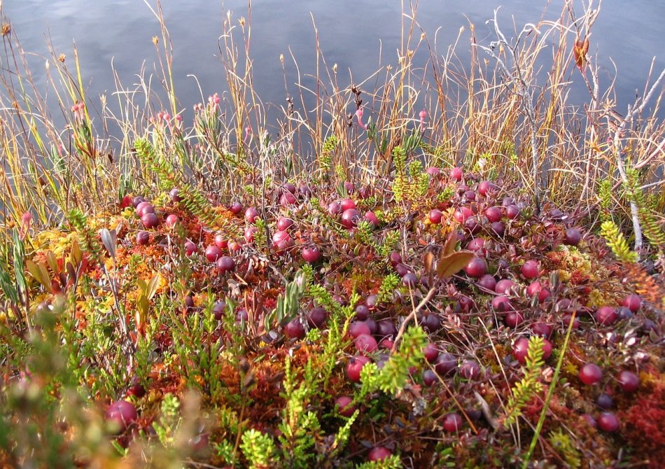 Cranberry 'Early Black'