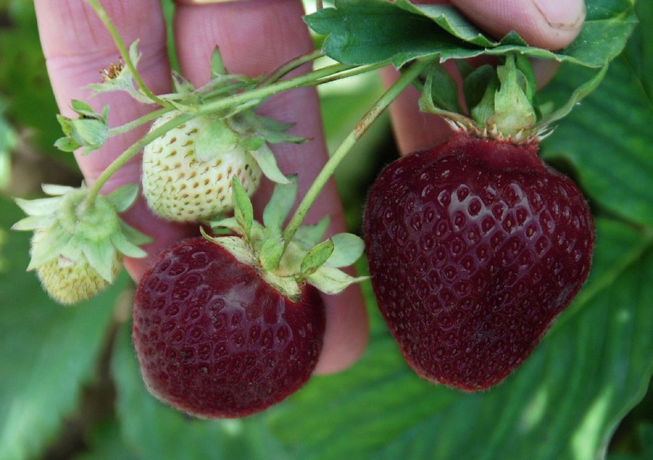 Zwarte Aardbei 'CherryBerry'