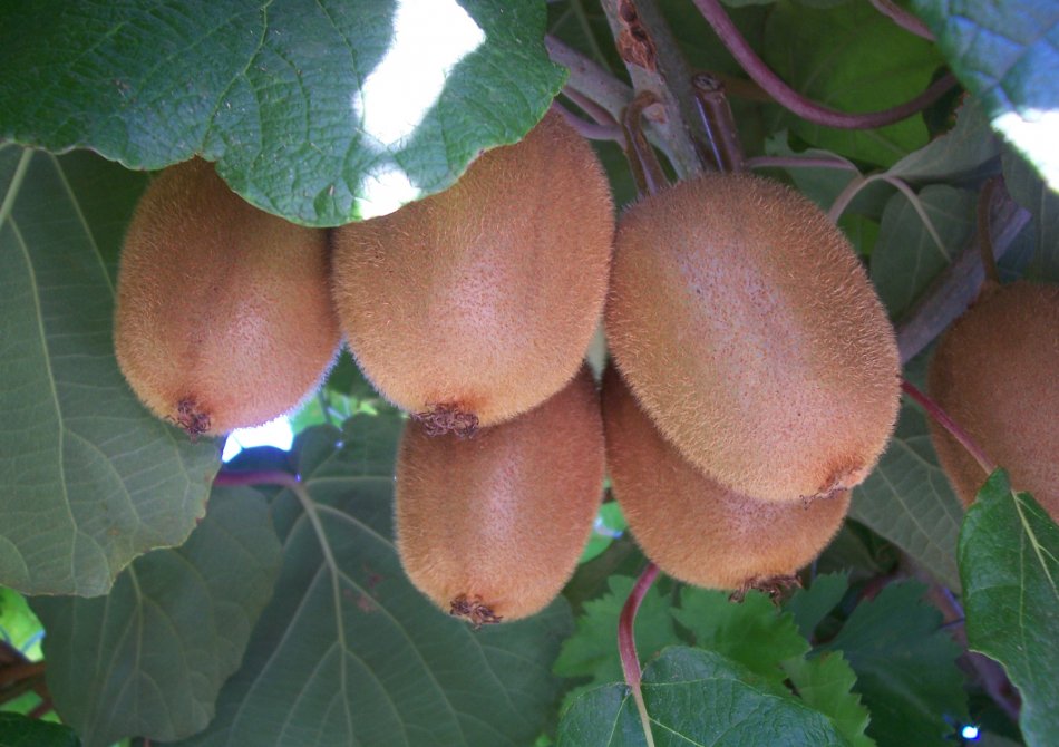 Kiwi 'Jenny'