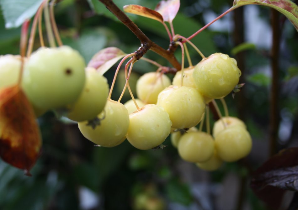 Sierappel 'Golden Hornet'