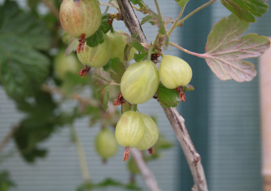 Kruisbes 'Hinnonmäki Grön'