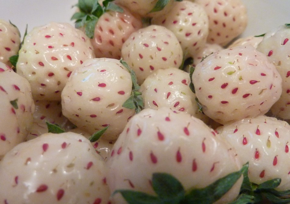 Aardbei ‘Pineberry’