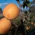 Apricot trees