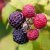 Berries in the blackberry family