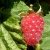 Hybrids between raspberries and blackberries