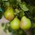 Pear trees