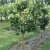 Dwarfing fruit trees