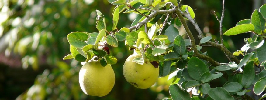 Foto van fruit van Quinces