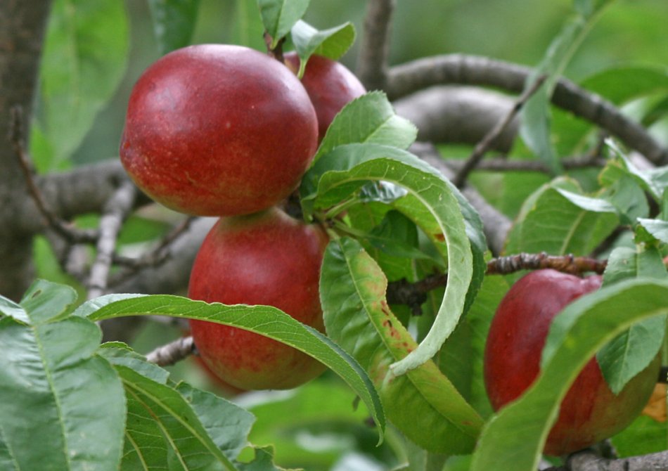 Nectarine 'Ruby Gold'