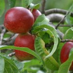 Nectarine 'Ruby Gold'