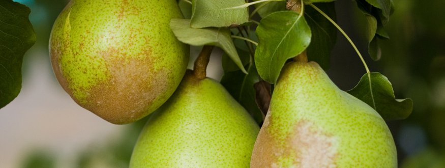 Foto van fruit van Eating and cooking pears