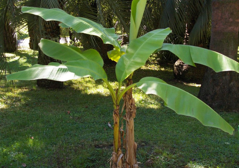 Banaan 'Basjoo'