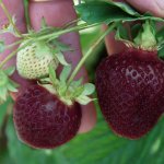 Zwarte Aardbeienplant 'CherryBerry'