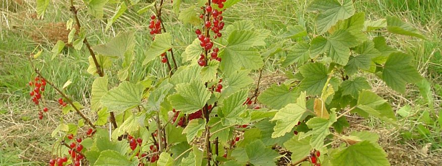 Bessen en andere fruitstruiken