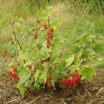 Bessen en andere fruitstruiken