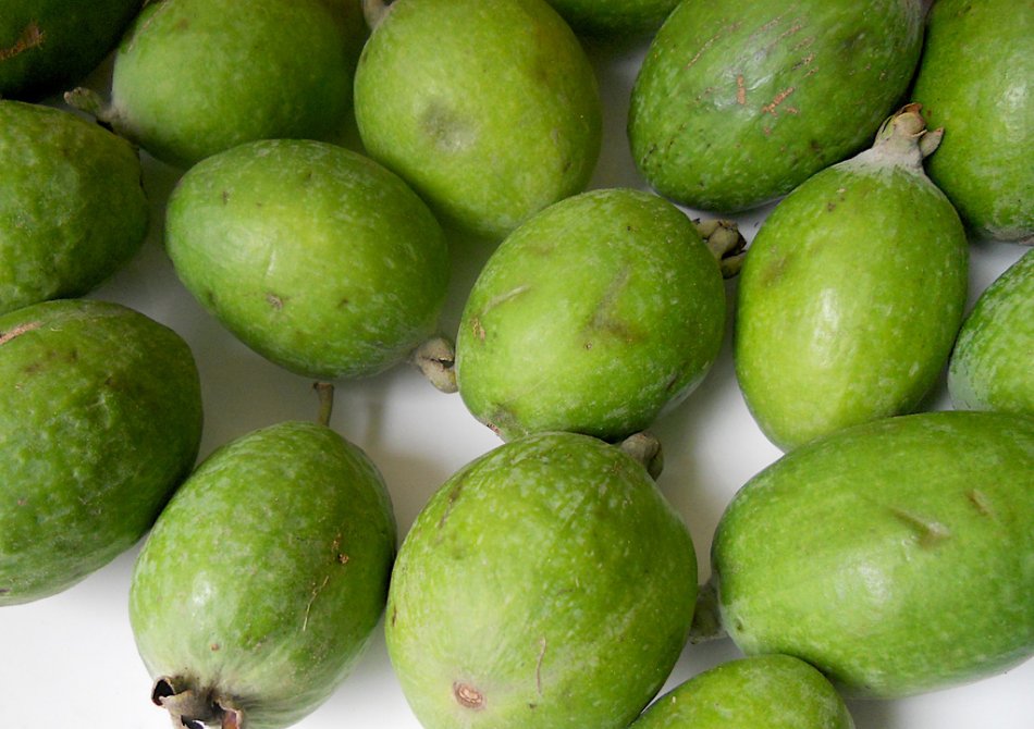 Feijoa