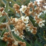 Bloesem van Loquat