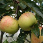 Appelboom 'Melrose'