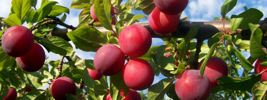 Foto van fruit van Plum trees