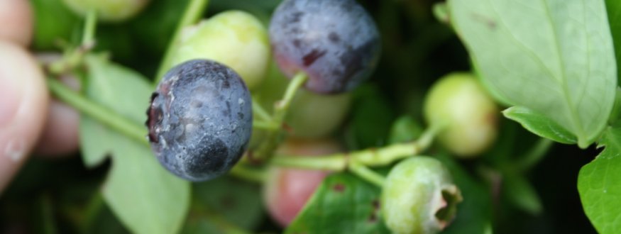 Foto van fruit van Blueberry bushes