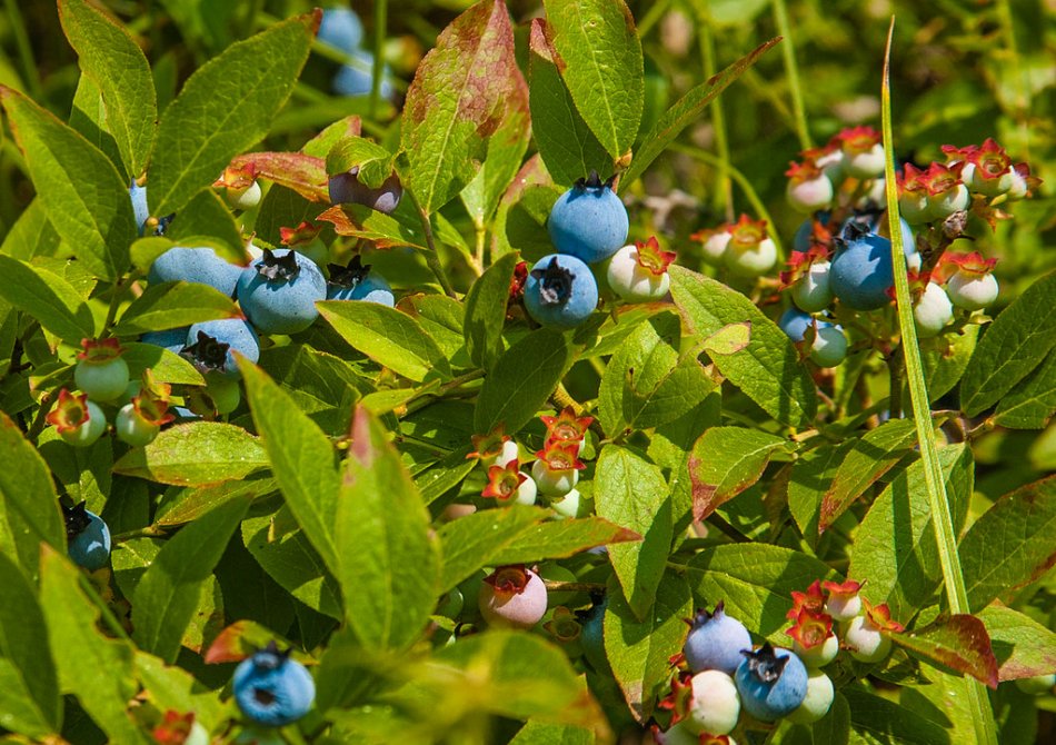 Blauwe bes 'Blue Heaven'