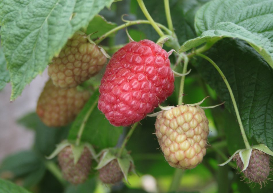 Raspberry 'Polka' ®