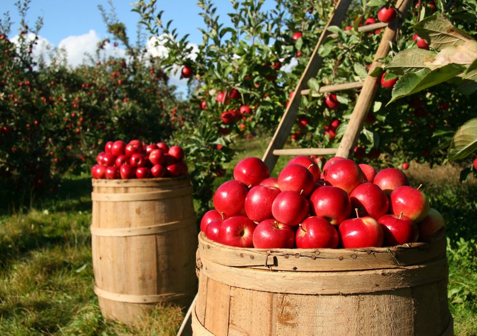 Waarop moet ik letten bij mijn eerste fruittuin?