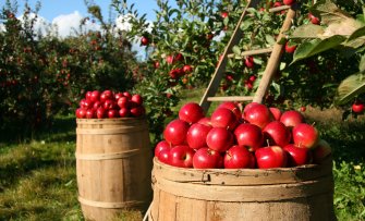 Waarop moet ik letten bij mijn eerste fruittuin?