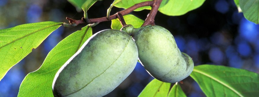 Foto van fruit van Pawpaw trees