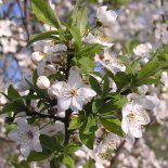 Bloesem van Kers 'Rheinische Schattenmorelle'