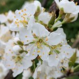 Bloesem van Pluot 'Dapple Dandy' ®