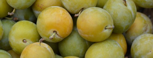 Na jaren nog geen fruit in de `Reine Claude` pruimenboom