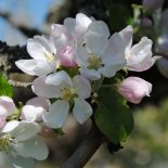 Bloesem van Appel 'Jonagold'