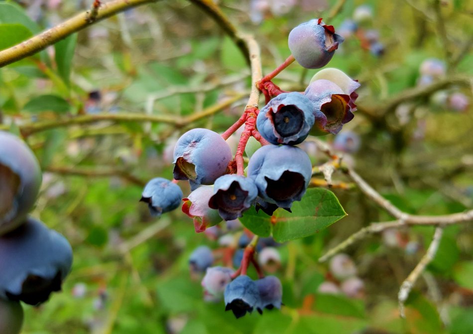 Blauwe bessen op kleigrond, zandgrond en veengrond; de verschillen