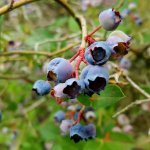 Blauwe bessen op kleigrond, zandgrond en veengrond; de verschillen