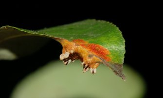 Perenroest herkennen en bestrijden