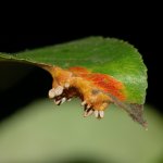 Perenroest herkennen en bestrijden