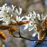 Bloesem van Krentenboom 'Ballerina'