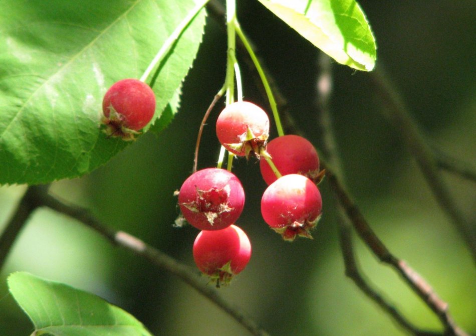 Krentenboom 'Ballerina'