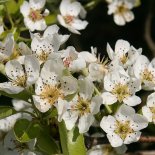 Bloesem van Familieperenboom