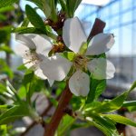 Heeft een amandelboom nu witte of roze bloesem?