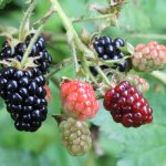 Blackberries