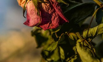 Waarom gaan planten in mijn tuin altijd dood?