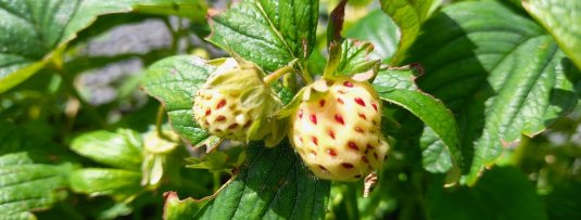 3 originele aardbeien voor in de moestuin