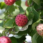 Dogwood berries