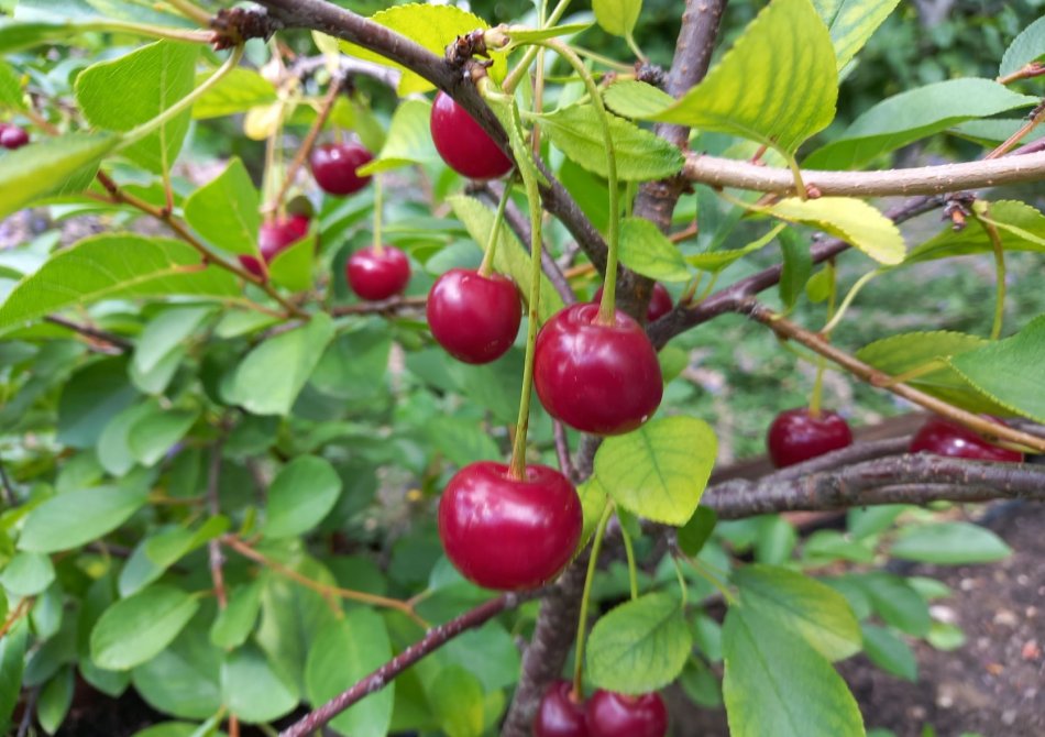 Dwergkers 'Cherry Boop' ™