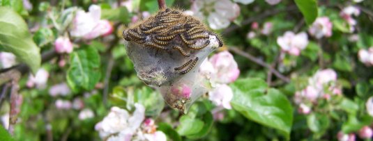 Rupsen in de appelboom voorkomen en bestrijden