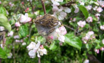 Rupsen in de appelboom voorkomen en bestrijden