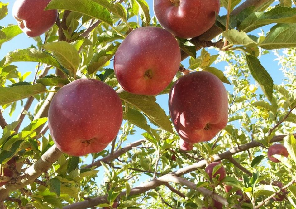 Dwarf apple 'Galina'