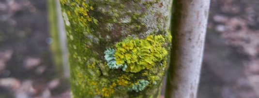 Groene aanslag op de stam van een fruitboom